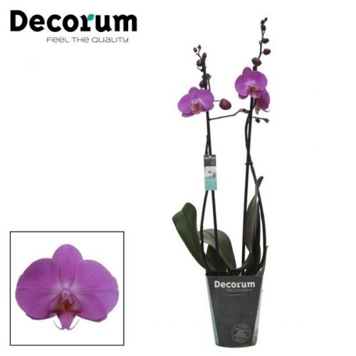 Phalaenopsis las palmas	phal. las palmas - 2 spike 12cm	-	4	-	Adet