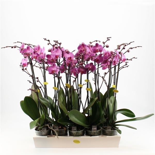Phalaenopsis donker roze 1 Phalaenopsis donker roze