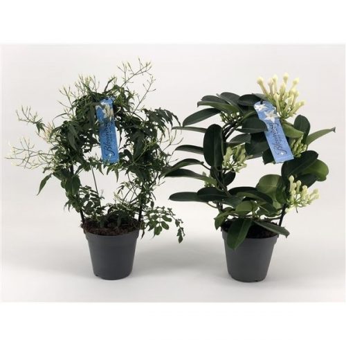 Kamerplanten mix bloeiend