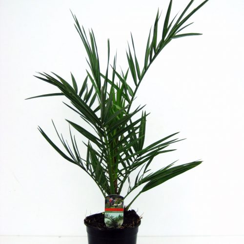 Phoenix canariensis