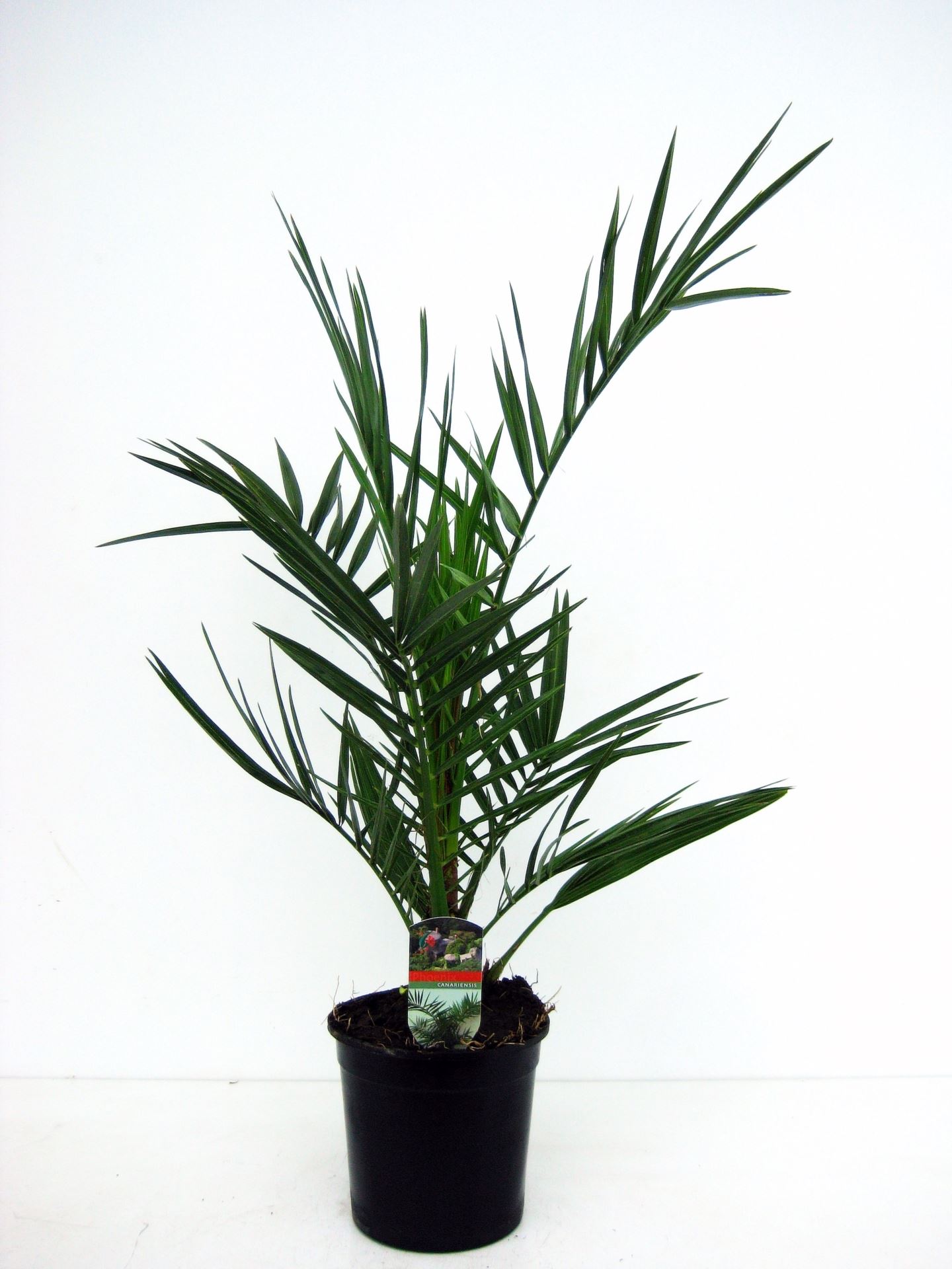 Phoenix canariensis