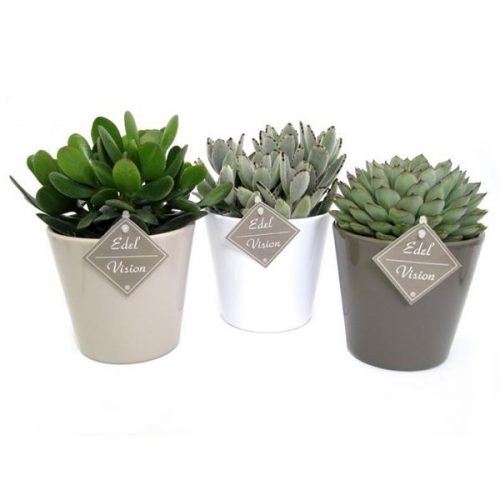Succulenten mix ev805