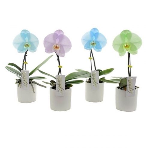 Phalaenopsis singolo northern light sinrw