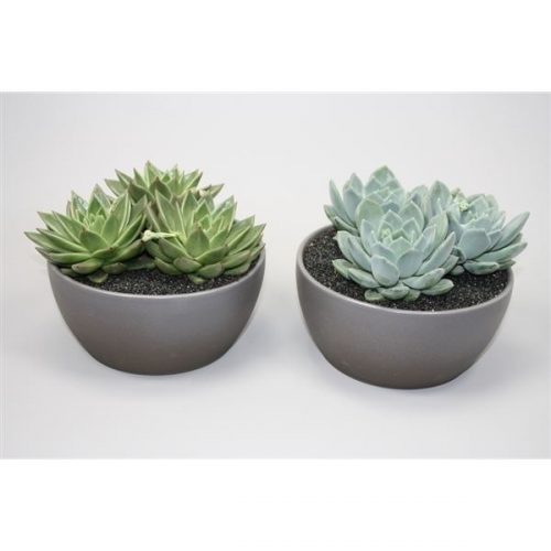 Arrangementen succulenten mix 0936