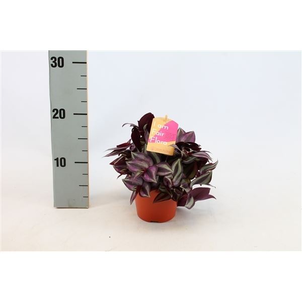 Tradescantia zebrina purpusii 1 Tradescantia zebrina purpusii