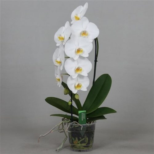 Phalaenopsis cascade wit