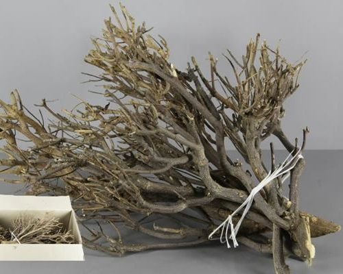 Curry Bush Box - Decoratiemateriaal