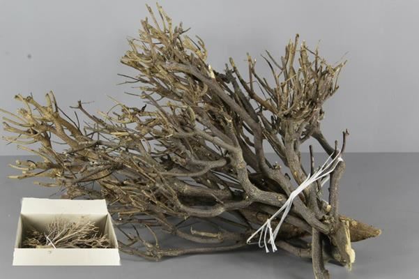Curry Bush Box - Decoratiemateriaal 1 Curry Bush Box - Decoratiemateriaal