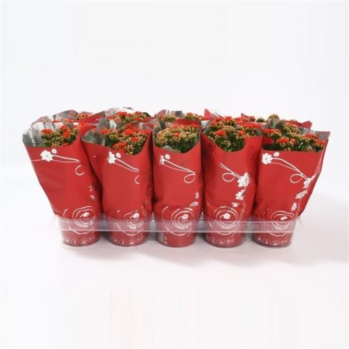 Kalanchoe calandiva rood premium