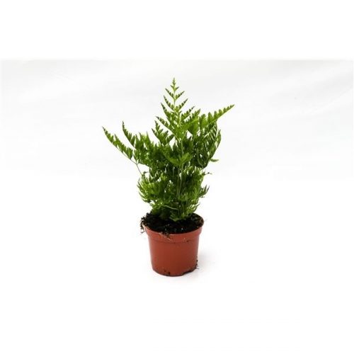 Pteris straminea