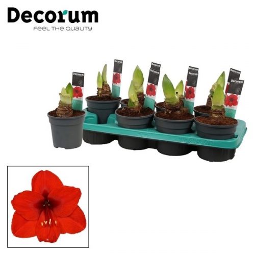 Hippeastrum rood 2 knop extra op (d		-	8	-	Adet