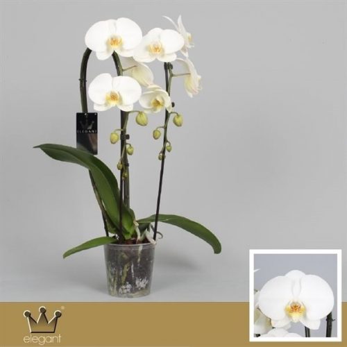 Phalaenopsis cascade wit