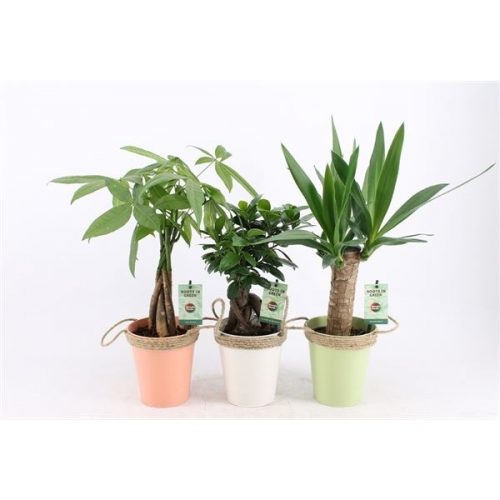 Kamerplanten jungle mix