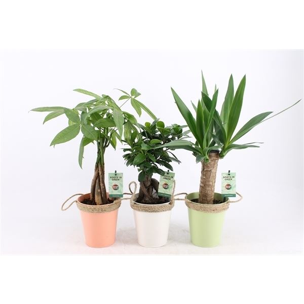 Kamerplanten jungle mix 1 Kamerplanten jungle mix