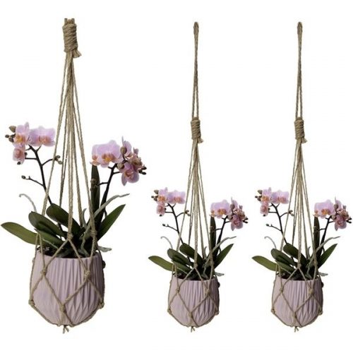 Phalaenopsis multiflora kolibri roze 12968pi