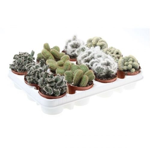 Cactus cristaat mix ca8005