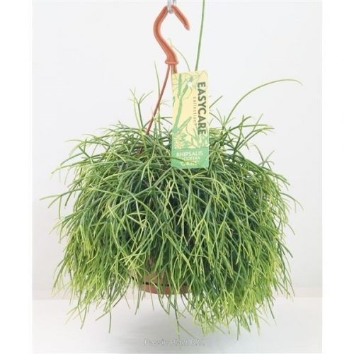 Rhipsalis baccifera oasis