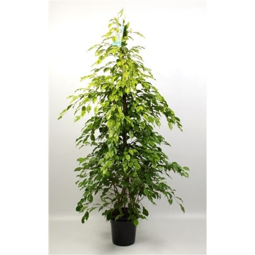 Ficus benjamina reginald