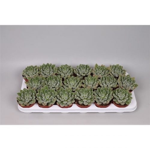 Echeveria green velvet