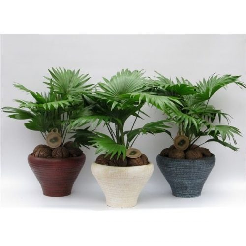 Livistonia rotundifolia