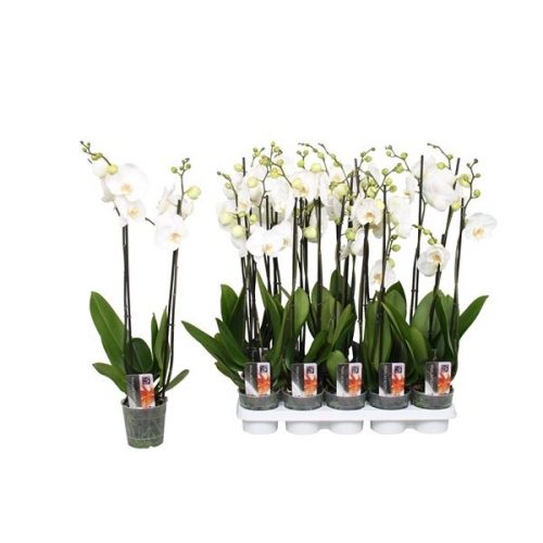 Phalaenopsis star white