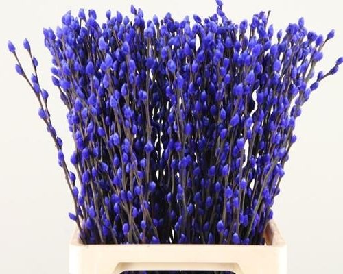 Salix Wilgenkatjes Pnt. Blue - Salix verf