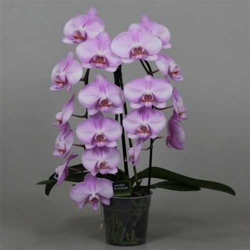 Phalaenopsis toleration cascade