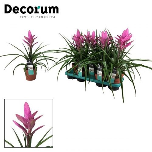 Tillandsia antonio roze		-	9	-	Adet