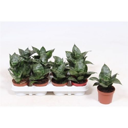 Sansevieria trifasciata hahnii