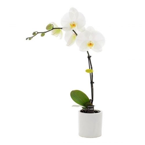 Phalaenopsis wit