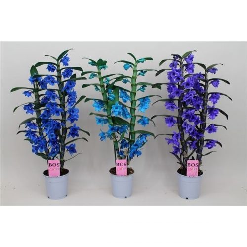 Dendrobium nobile cultivars blauw/paars