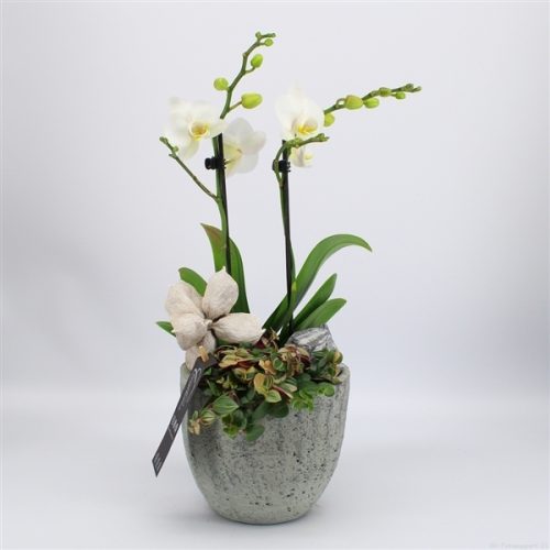 Phal-2001w phalaenopsis creatie	-	5	-	Adet