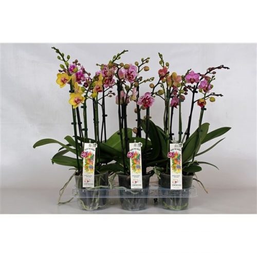 Phalaenopsis multiflora mix speciaal