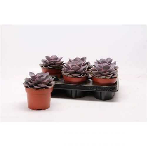 Echeveria purple pearl