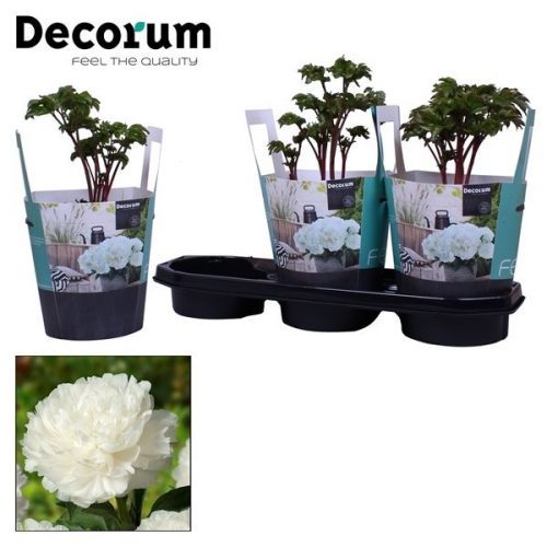 Paeonia wit