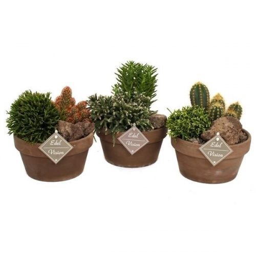 Cactus mix ev775