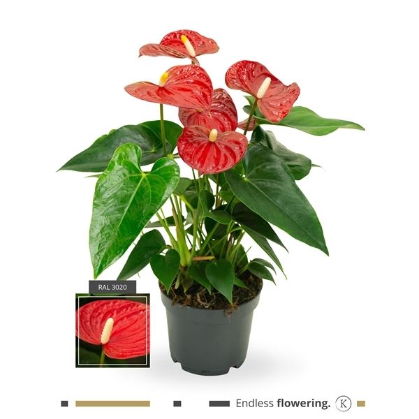 Anthurium andr. karma sweetdream pink