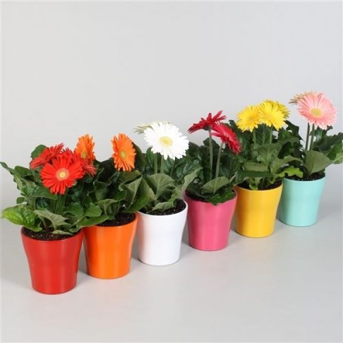 Gerbera colourgame mix