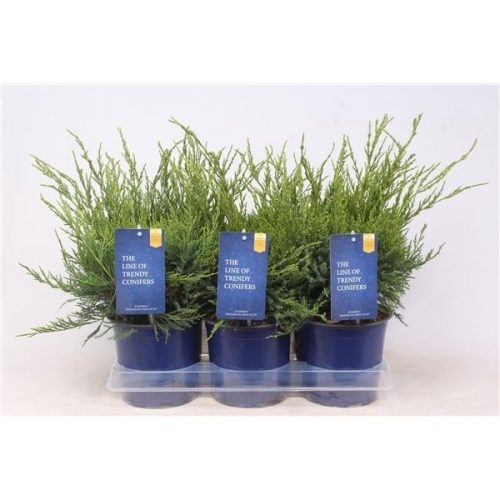 Juniperus x pfitzeriana mint julep
