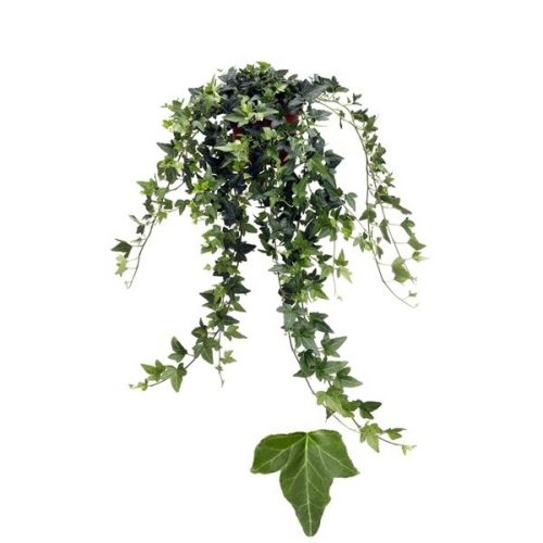 Hedera helix shamrock