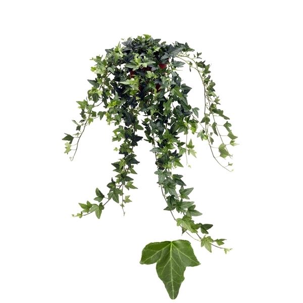Hedera helix shamrock 1 Hedera helix shamrock