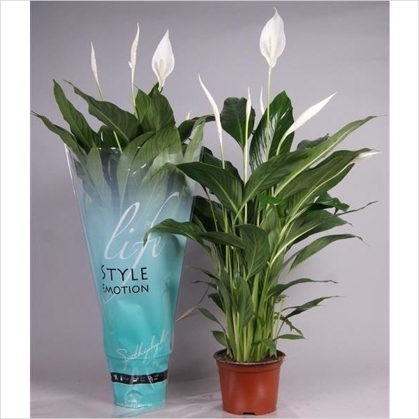 Spathiphyllum cupido compacto 1 Spathiphyllum cupido compacto