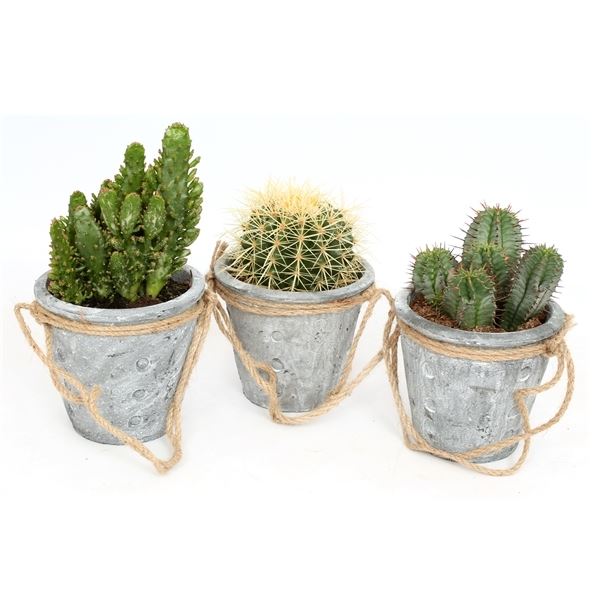 Mt97) cactus mix 12 cm in cement po 1 Mt97) cactus mix 12 cm in cement po