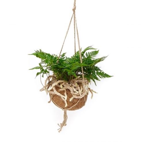 Kokodama humata tyermannii kds17humata