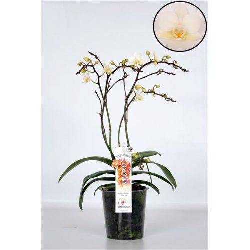 Phalaenopsis multiflora soft cloud