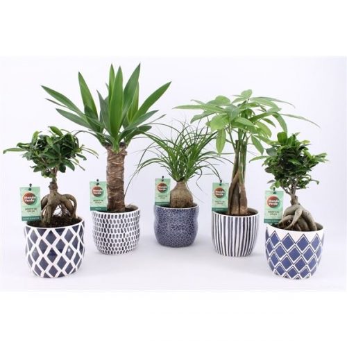 Kamerplanten mix tropics groen