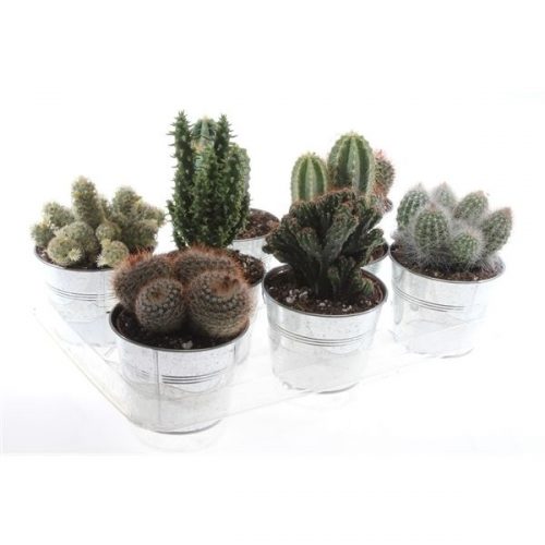 Cactus mix po10013 zinkpot