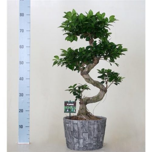 Ficus ginseng