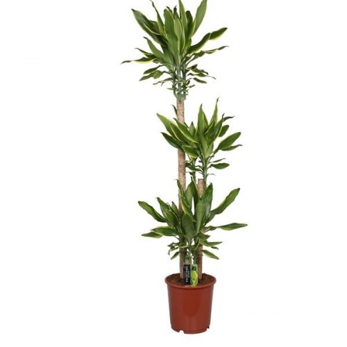 Dracaena fragr. golden coast