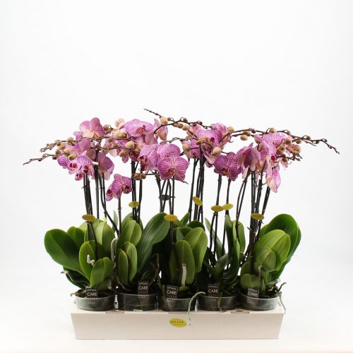 Phalaenopsis gestreept